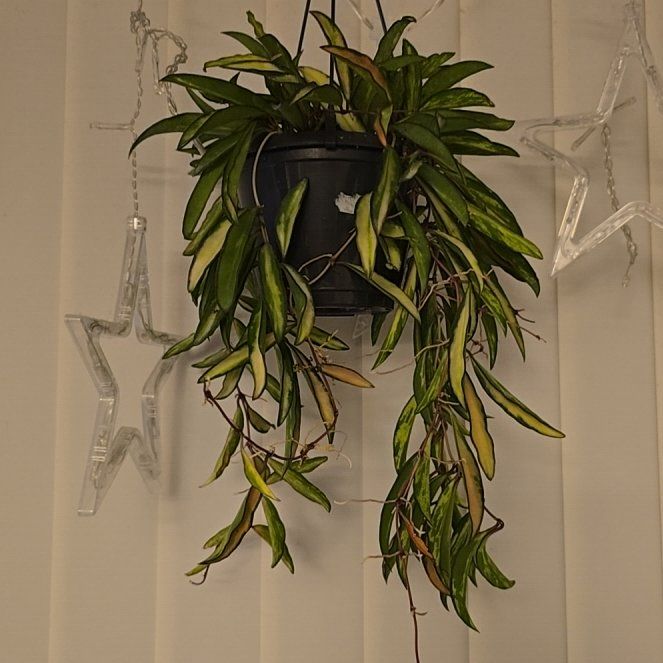 Photo of the plant species variegated hoya wayetii by @RobustPothos22 named Mochi on Greg, the plant care app