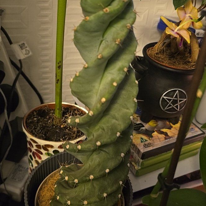 Photo of the plant species Spiral Cactus by @RobustPothos22 named Rihanna on Greg, the plant care app