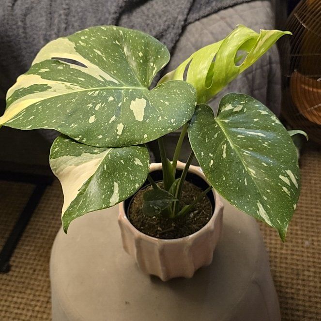 Photo of the plant species monstera Thai Con by @RobustPothos22 named Harmony on Greg, the plant care app