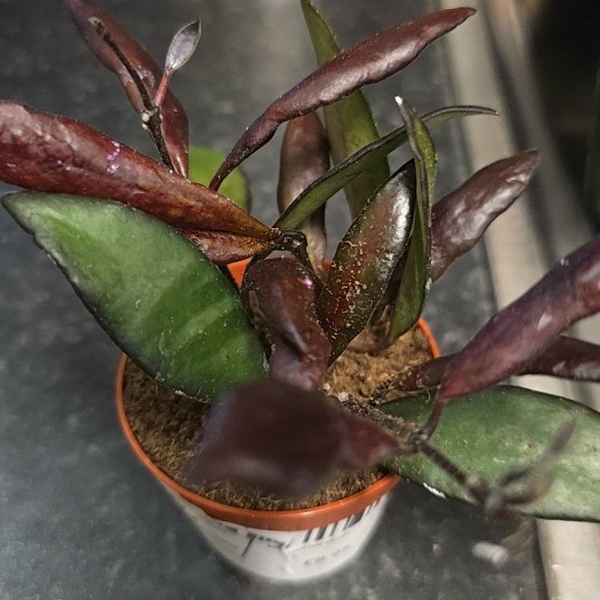 Photo of the plant species Hoya Red Buttons by @RobustPothos22 named Anne on Greg, the plant care app