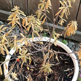 Photo of the plant species Daphne by @FitSunflower22 named Clooney on Greg, the plant care app