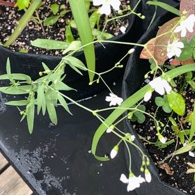 Photo of the plant species True Forget-Me-Not by @L0U13 named Lavender on Greg, the plant care app