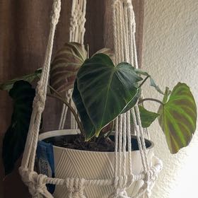 Photo of the plant species Philodendron Splendid by @hales.hollow named Girlfrond on Greg, the plant care app