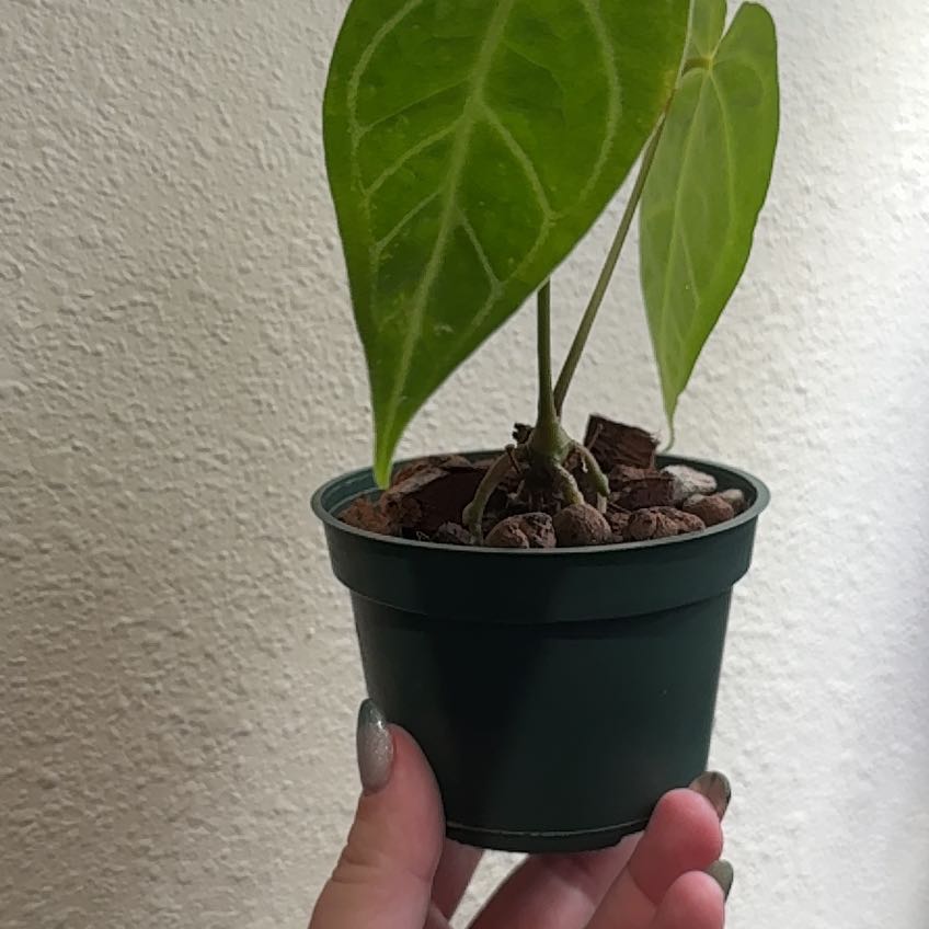 Photo of the plant species Anthurium Magnificum x Silver Blush by @hales.hollow named Kobe on Greg, the plant care app