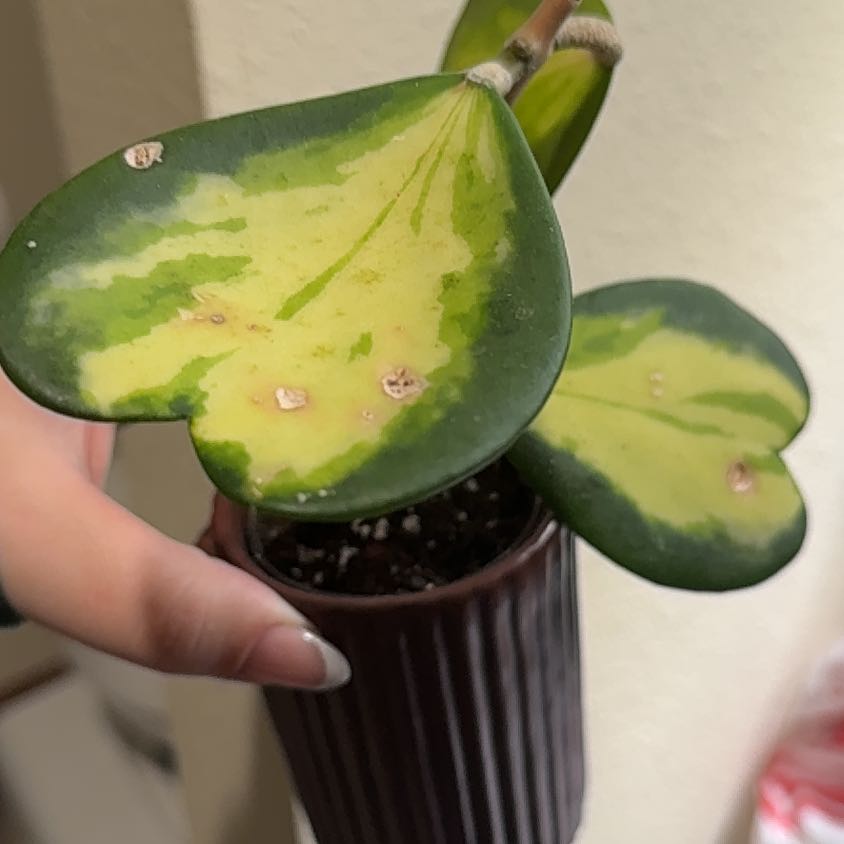 Photo of the plant species Variegated Heart Leaf Hoya by @hales.hollow named Kardashian on Greg, the plant care app