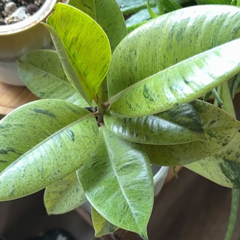 Photo of the plant species Ficus Shivereana by @hales.hollow named Kendall on Greg, the plant care app