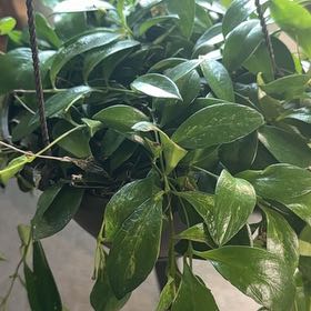 Photo of the plant species Variegated Lipstick Vine by @hales.hollow named Kesha on Greg, the plant care app