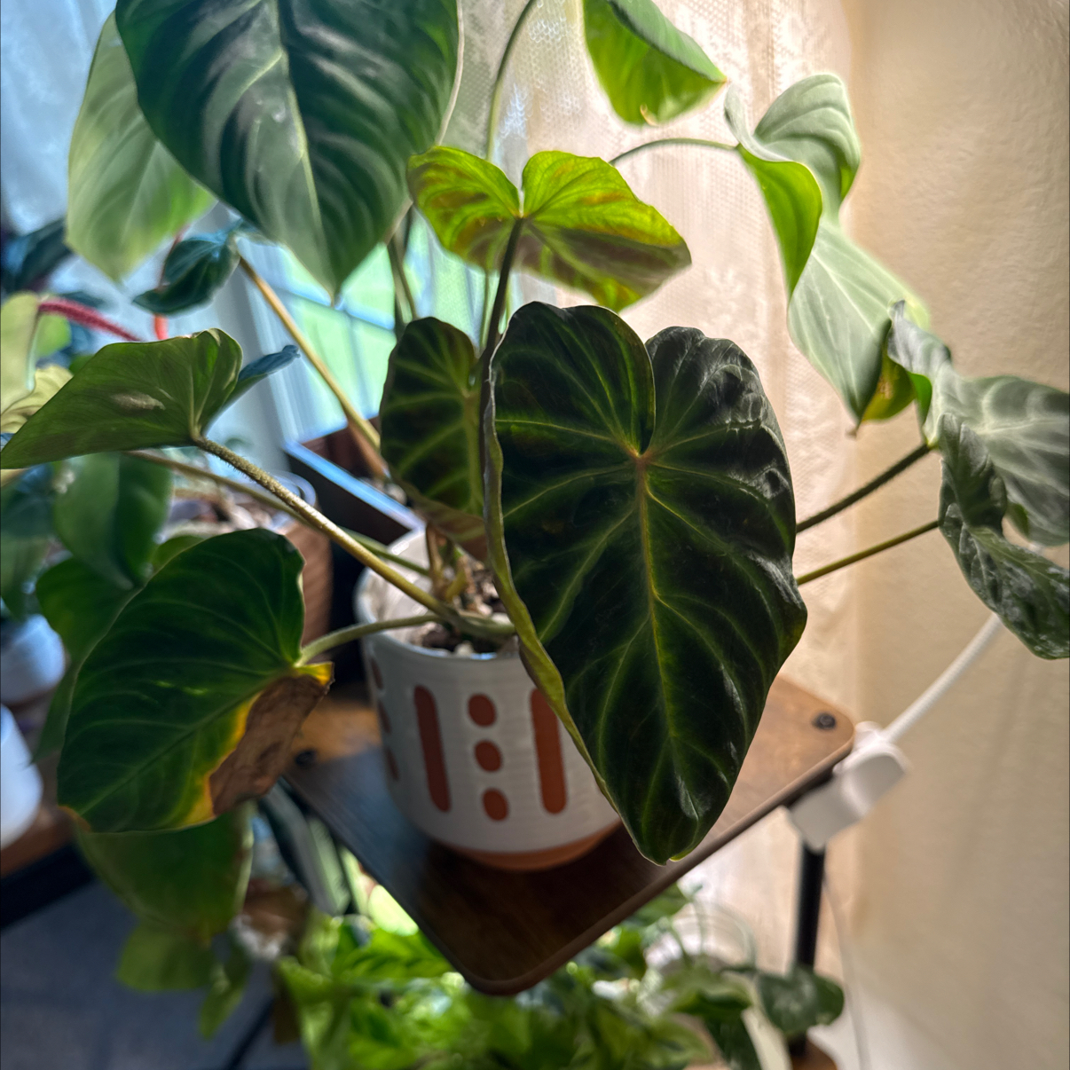 Photo of the plant species Philodendron Splendid by @hales.hollow named Girlfrond on Greg, the plant care app