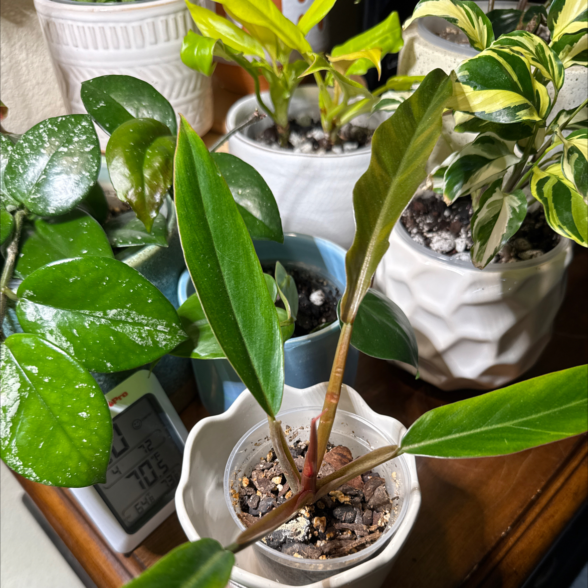 Photo of the plant species choco empress by @hales.hollow named Pax on Greg, the plant care app