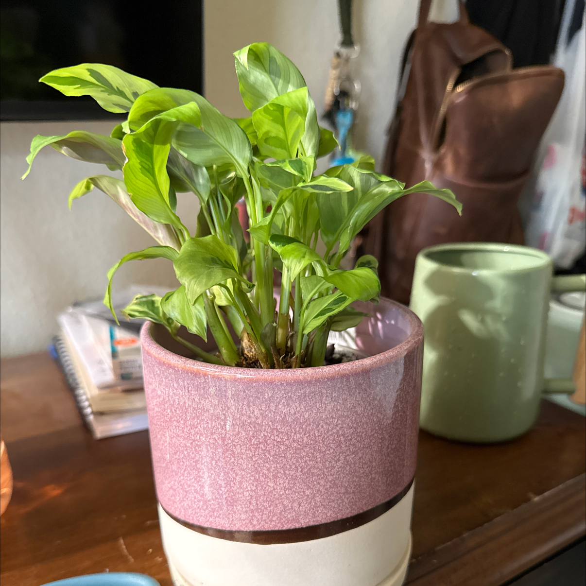 Photo of the plant species Calathea 'Yellow Fusion' by @hales.hollow named Rosa on Greg, the plant care app