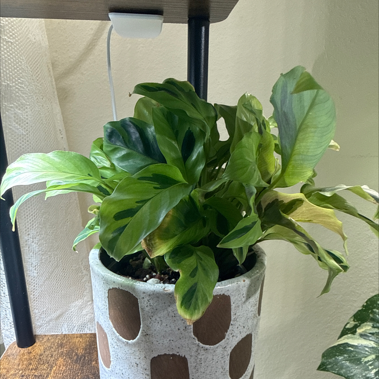 Photo of the plant species Calathea 'Yellow Fusion' by @hales.hollow named Rosa on Greg, the plant care app