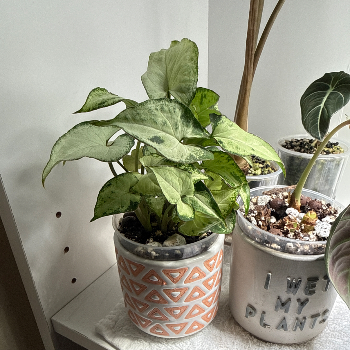Photo of the plant species Arrowhead Plant by @hales.hollow named Luna on Greg, the plant care app