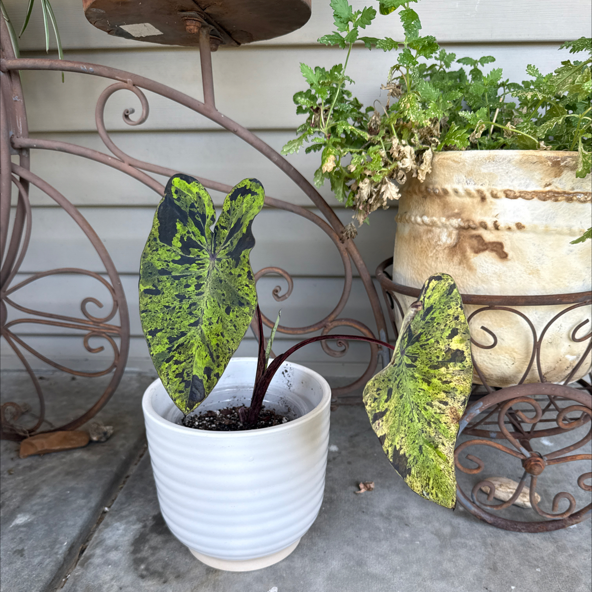 Photo of the plant species Taro 'Mojito' by @hales.hollow named Osmo on Greg, the plant care app