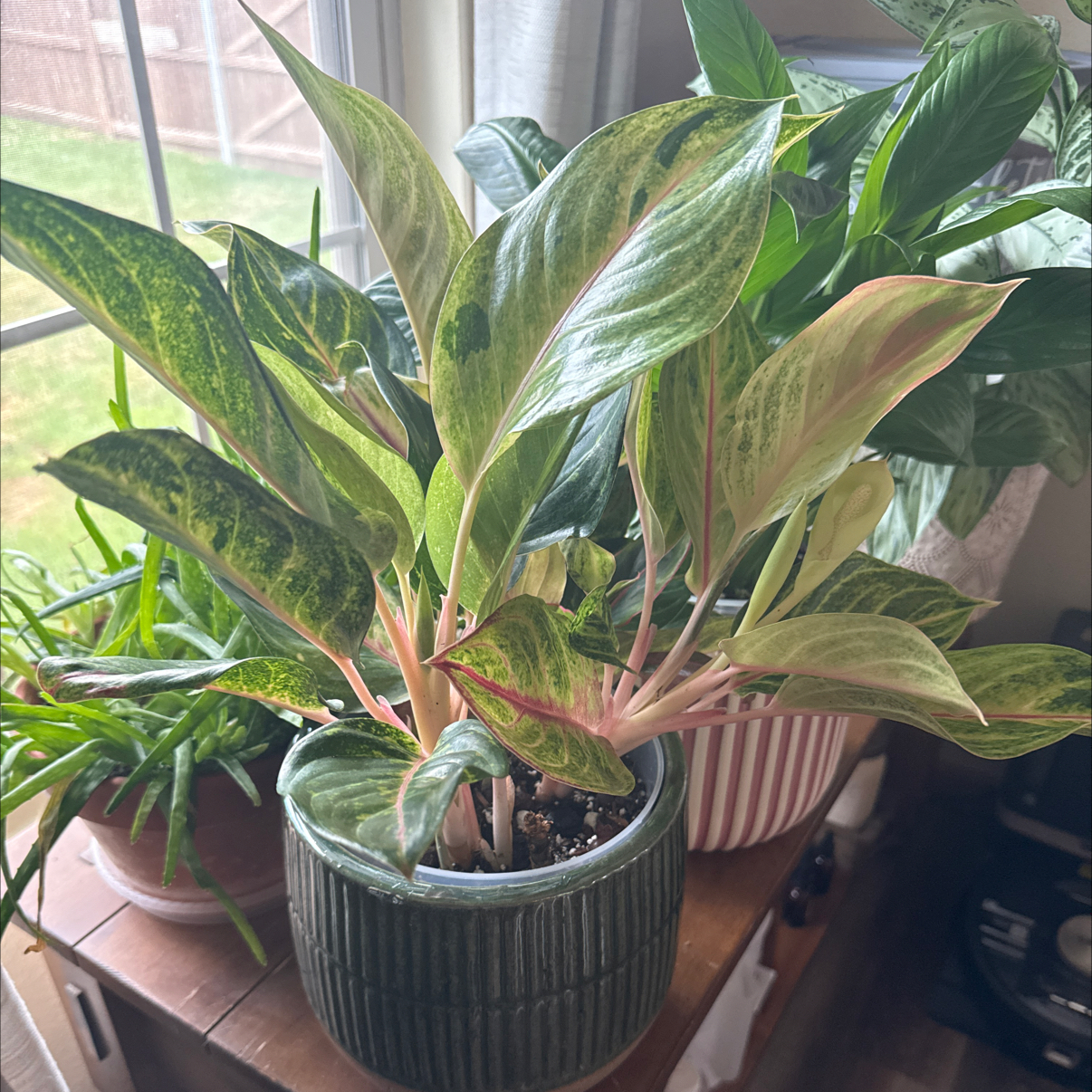 Photo of the plant species Aglaonema 'Golden Fluorite' by @hales.hollow named Tupot amaroot on Greg, the plant care app