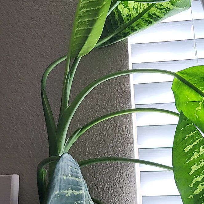 Photo of the plant species Dumb Cane by @FamousRedwood13 named Xena on Greg, the plant care app