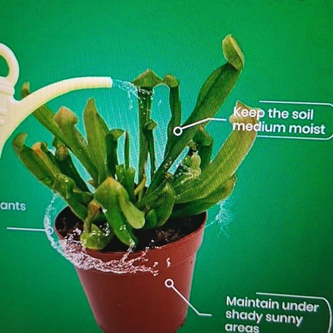 Photo of the plant species Low's Pitcher-plant by @WinCatpalm69 named Pitcher on Greg, the plant care app