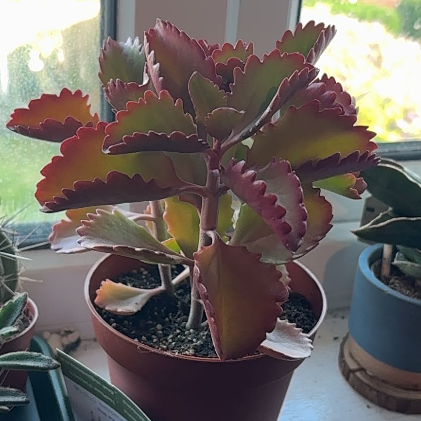 Photo of the plant species Kalanchoe sexangularis by @CleverClubmoss named Athena on Greg, the plant care app