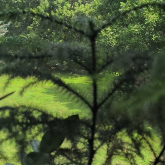 Photo of the plant species Cook's Pine by @CongenialAcajou named Elina on Greg, the plant care app