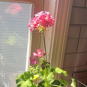 Photo of the plant species Geranium 'Rocky Mountain Pink' by @SubtlePotato62 named taffy on Greg, the plant care app