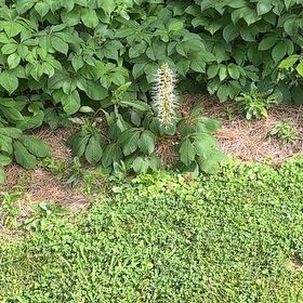 Photo of the plant species Bottlebrush Buckeye by @UrbaneBlue52 named Zion on Greg, the plant care app