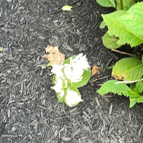 Photo of the plant species Common Primrose by @UrbaneBlue52 named Mando on Greg, the plant care app