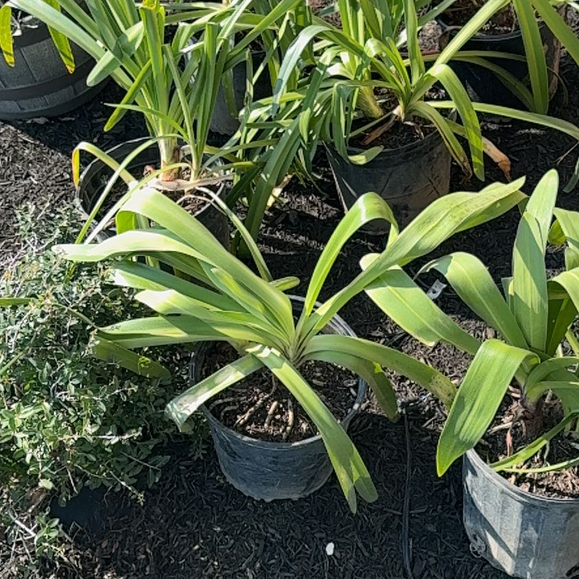 Photo of the plant species Agapanthus 'Blue' by @SavoryBlueoak19 named Taylor Swift on Greg, the plant care app