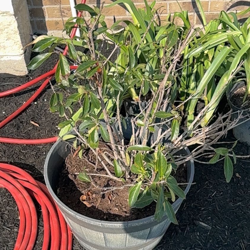 Photo of the plant species Coppertop by @SavoryBlueoak19 named Nithin on Greg, the plant care app