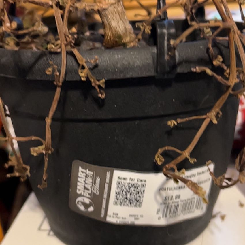 Photo of the plant species Beechdrops by @NewBagpod34 named Beyonce on Greg, the plant care app