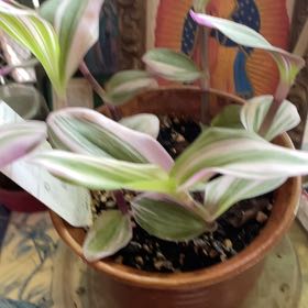 Photo of the plant species (smooth form) - 'Lilac' by @SuperbBokchoi0 named Sigmund on Greg, the plant care app