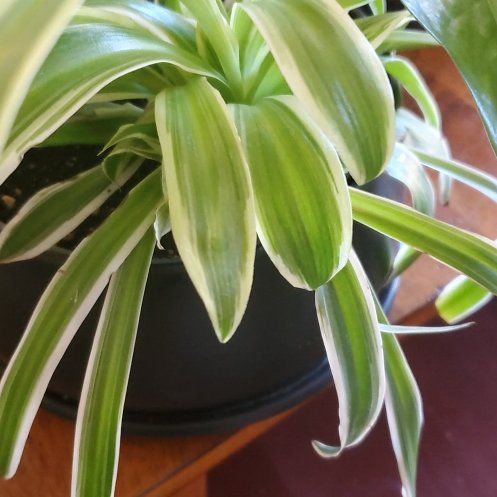Photo of the plant species Variegated Spider Plant by @ShapelyBonsai12 named Darwin on Greg, the plant care app