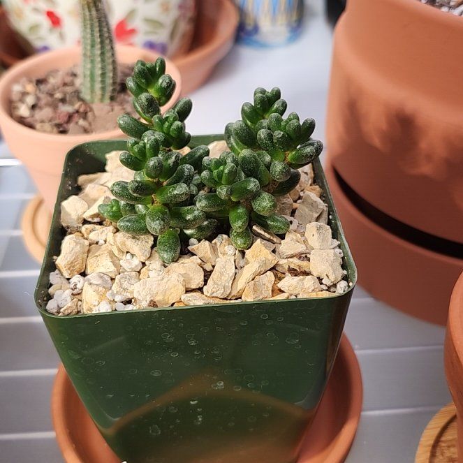 Photo of the plant species Bonsai Sedum by @ModelBonsi29 named Gregarious 37 on Greg, the plant care app