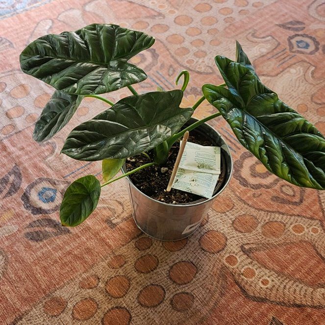 Photo of the plant species Alocasia sinuata 'Quilted Dreams' by @ModelBonsi29 named Millie 90 on Greg, the plant care app