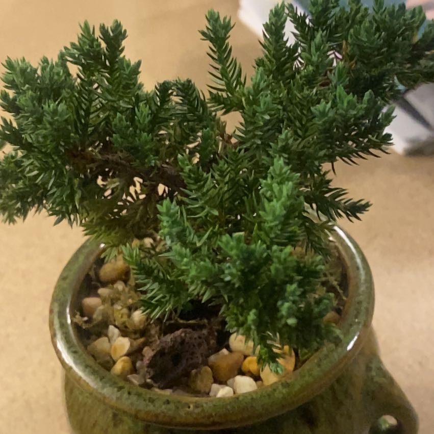 Photo of the plant species Japanese Garden Juniper by @PreciseSalsa90 named Tolkien on Greg, the plant care app