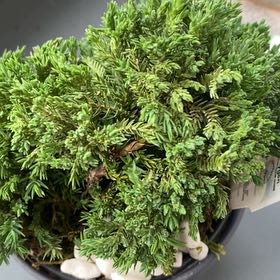 Photo of the plant species Blue Star Juniper by @PreciseSalsa90 named Figyonce on Greg, the plant care app
