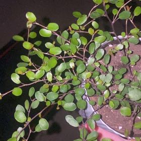 Photo of the plant species Creeping Wire Vine by @PreciseSalsa90 named Mollie on Greg, the plant care app