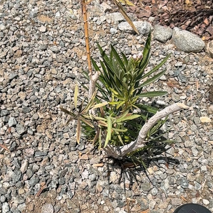 Photo of the plant species Fremont's Evening Primrose by @ModestPetunia81 named Baesil on Greg, the plant care app