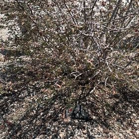 Photo of the plant species Fragrant Sumac by @ModestPetunia81 named Spike Leaves on Greg, the plant care app