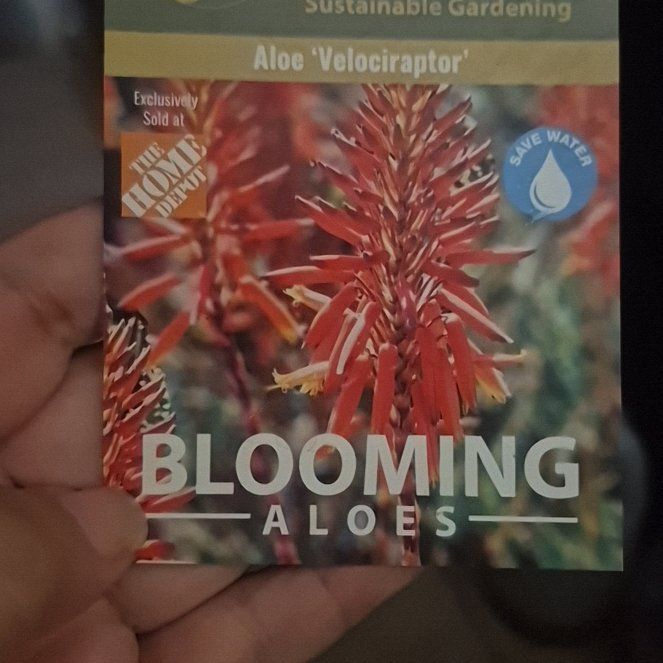 Photo of the plant species Aloe 'Velociraptor' by @CozyRedrose87 named Ronaldo on Greg, the plant care app