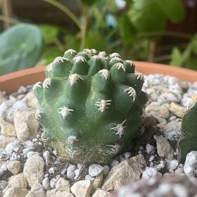 Photo of the plant species Pygmaeocereus by @Itsbrianbuckley named Emerson on Greg, the plant care app