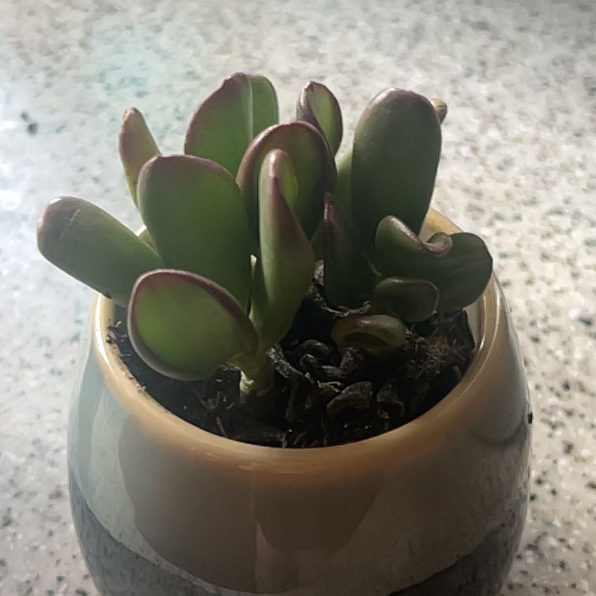 Photo of the plant species Sunset Gollum Jade by @DearMinipumpkin named Harper on Greg, the plant care app