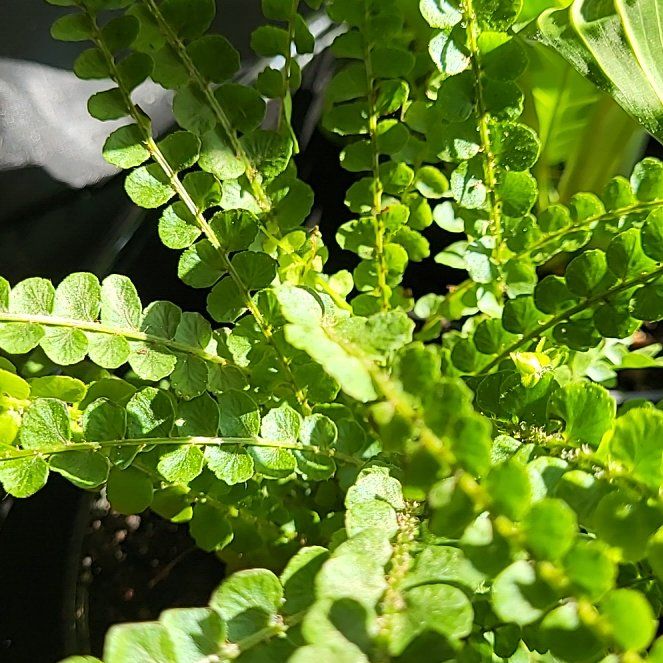 Photo of the plant species Ceterach Officinarum by @RoundNoblefir48 named Bieber on Greg, the plant care app