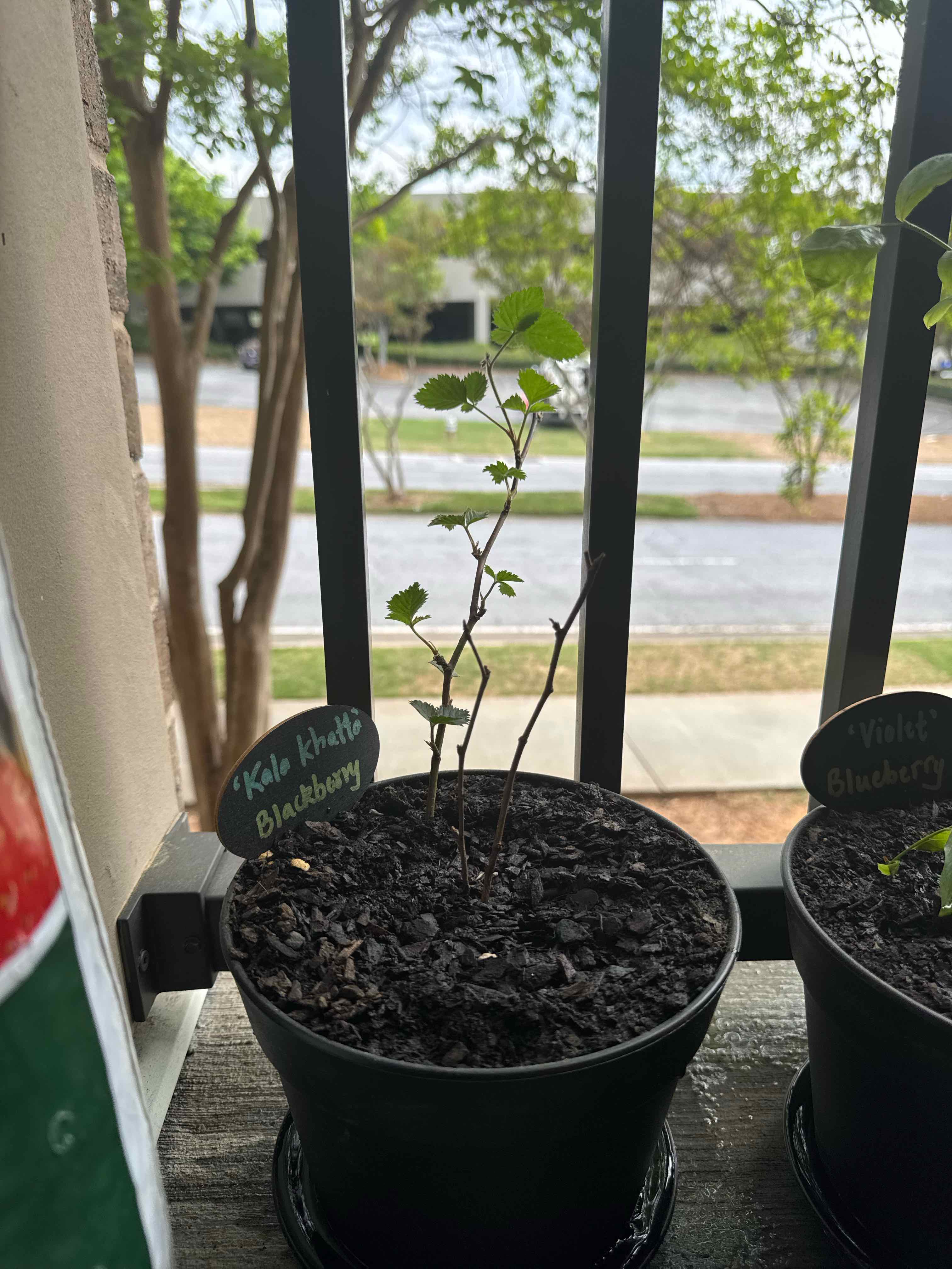 Photo of the plant species Natchez Blackberry by @AnewAppletree78 named Kala Khatta on Greg, the plant care app