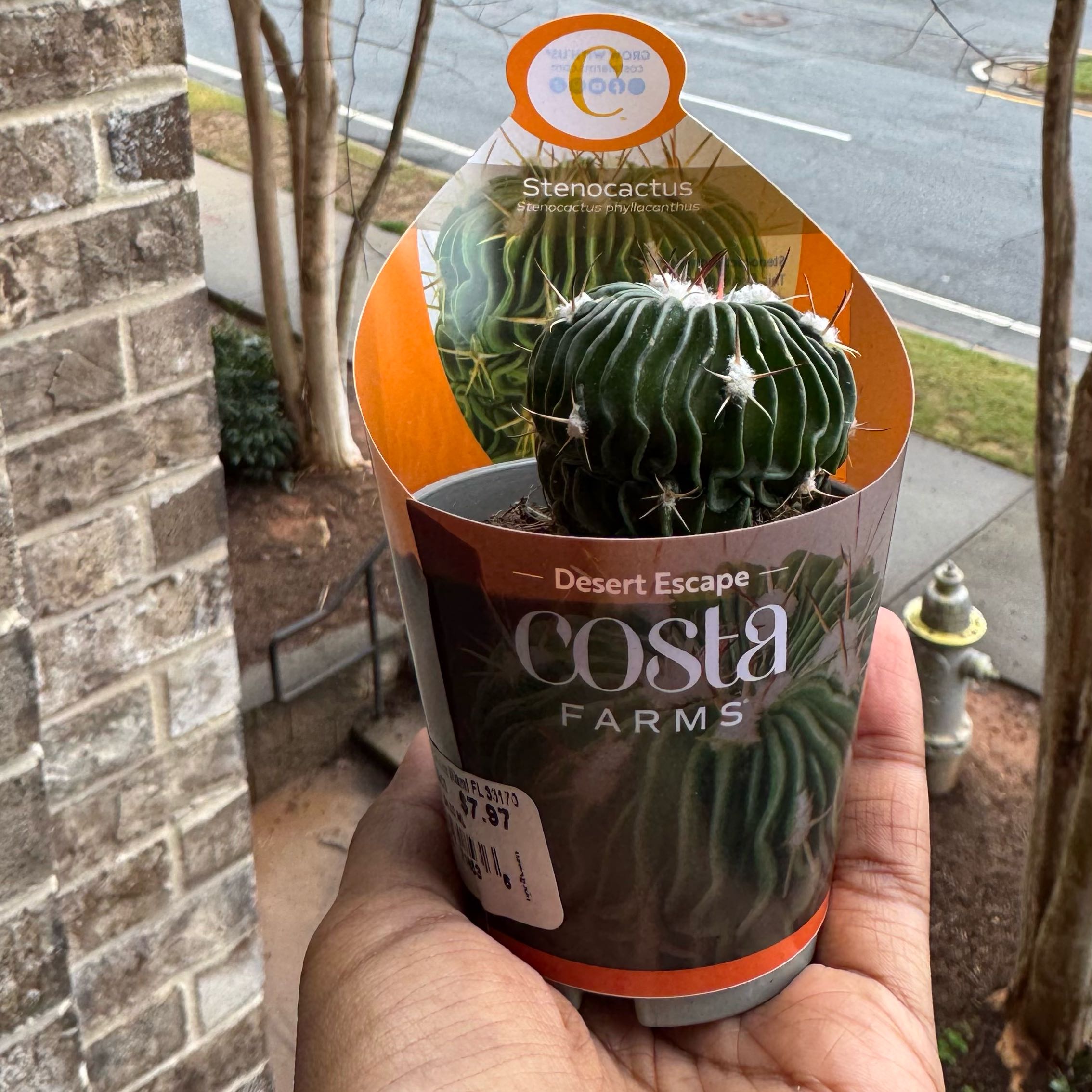 Photo of the plant species Tepenexcomitl by @AnewAppletree78 named Dolores on Greg, the plant care app