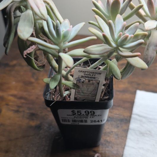 Photo of the plant species Graptosedum 'Darley Sunshine' by @FunBeans79 named Sonora on Greg, the plant care app
