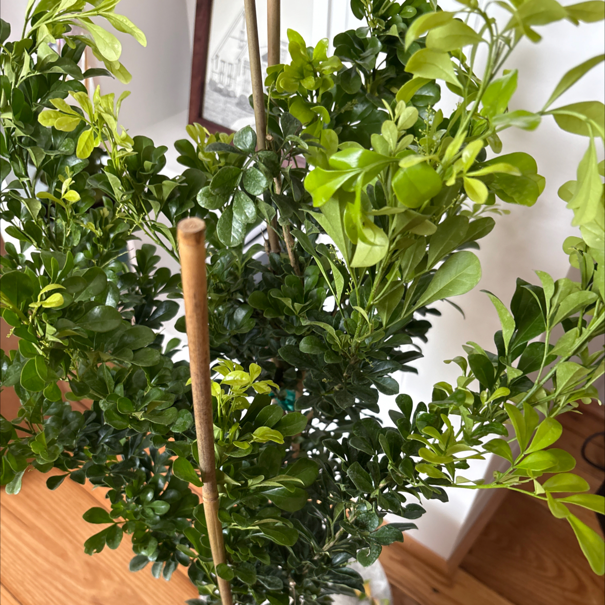 Photo of the plant species Chinese Perfume Tree by @ComicalLlavea47 named Sol on Greg, the plant care app