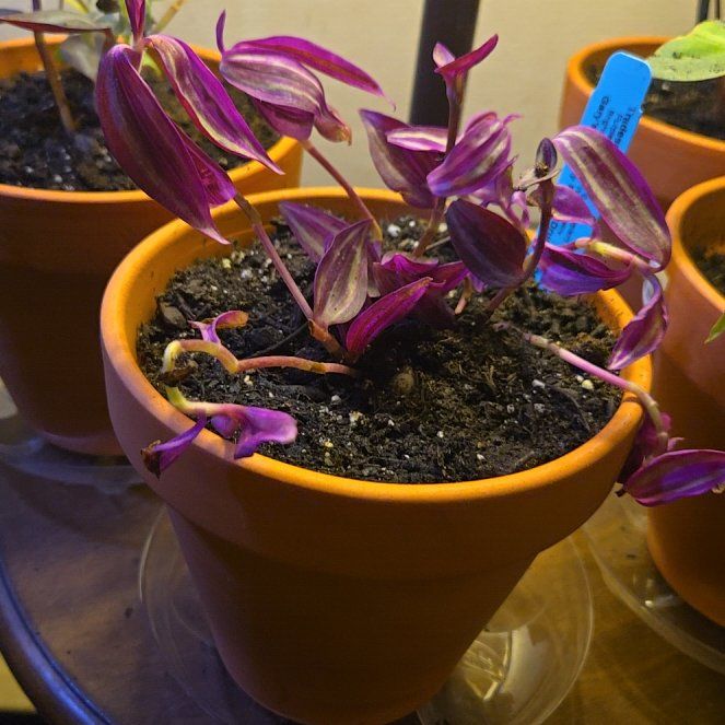 Photo of the plant species Tradescantia 'Pink Paradise' by @BigWorm46 named Daphne on Greg, the plant care app