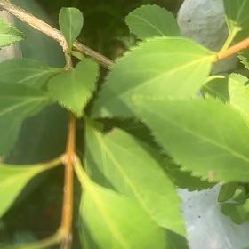 Photo of the plant species Border Forsythia by @ChummyComet24 named Wall-E on Greg, the plant care app