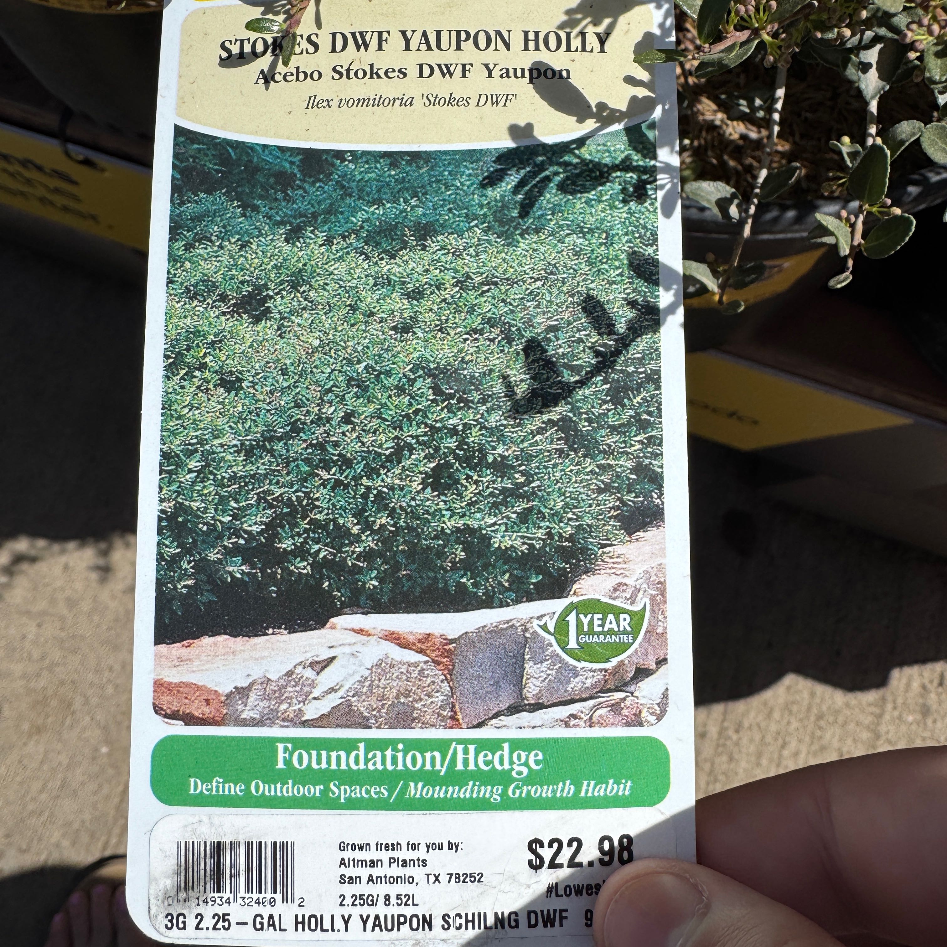 Photo of the plant species Dwarf Yaupon Holly by @BalancedRuby7 named Athena on Greg, the plant care app