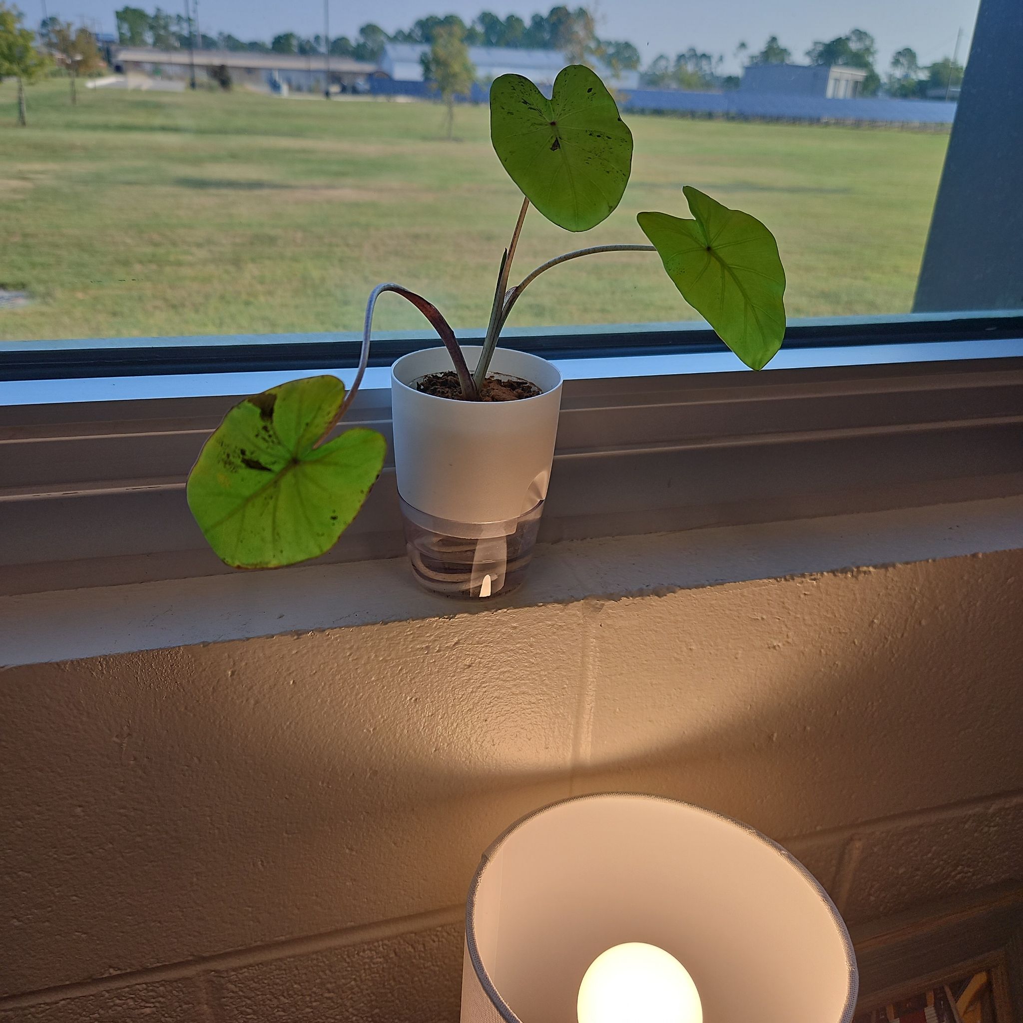 Photo of the plant species Taro 'Mojito' by @SpicyIronweed39 named Virgil on Greg, the plant care app