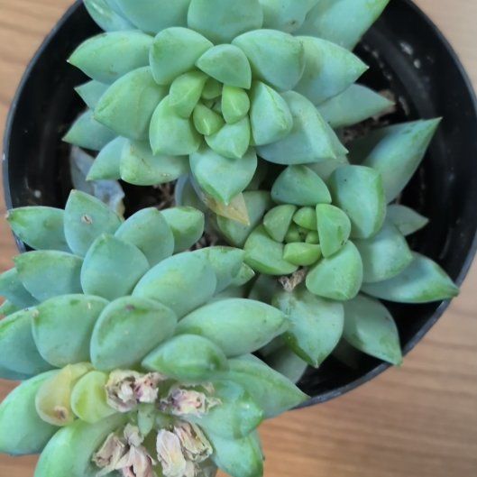 Photo of the plant species Sedeveria 'Peridot Passion' by @ZestKatsura73 named Plato on Greg, the plant care app